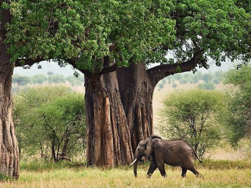 Tarangire National Park with Nature Protector Adventures