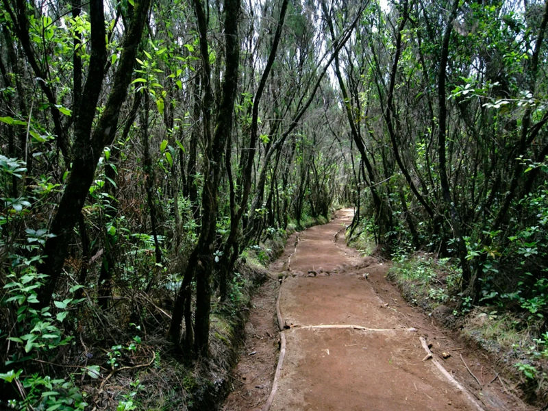 Kilimanjaro Day Trek with Nature Protector Adventures