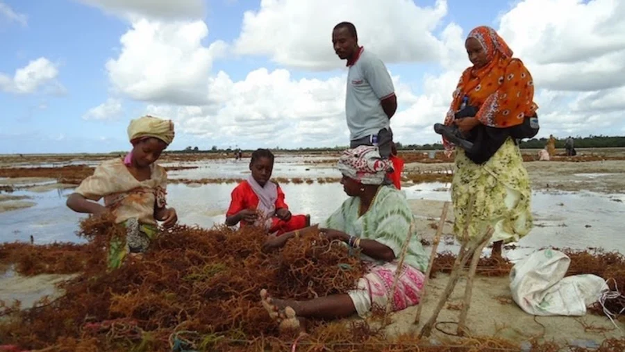 Seaweed Farm Tour with Nature Protector Adventures